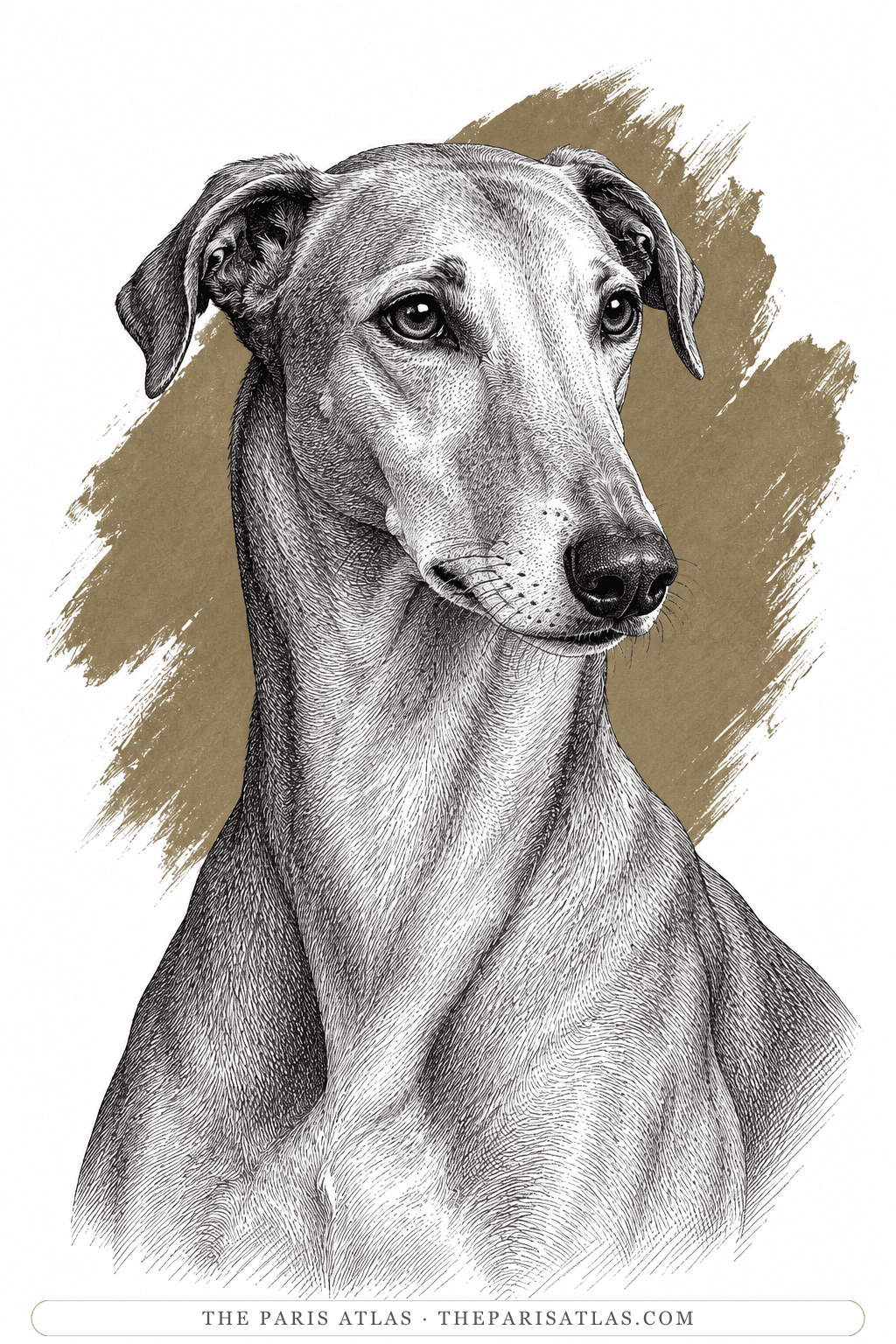 Illustrated portrait of Actéon