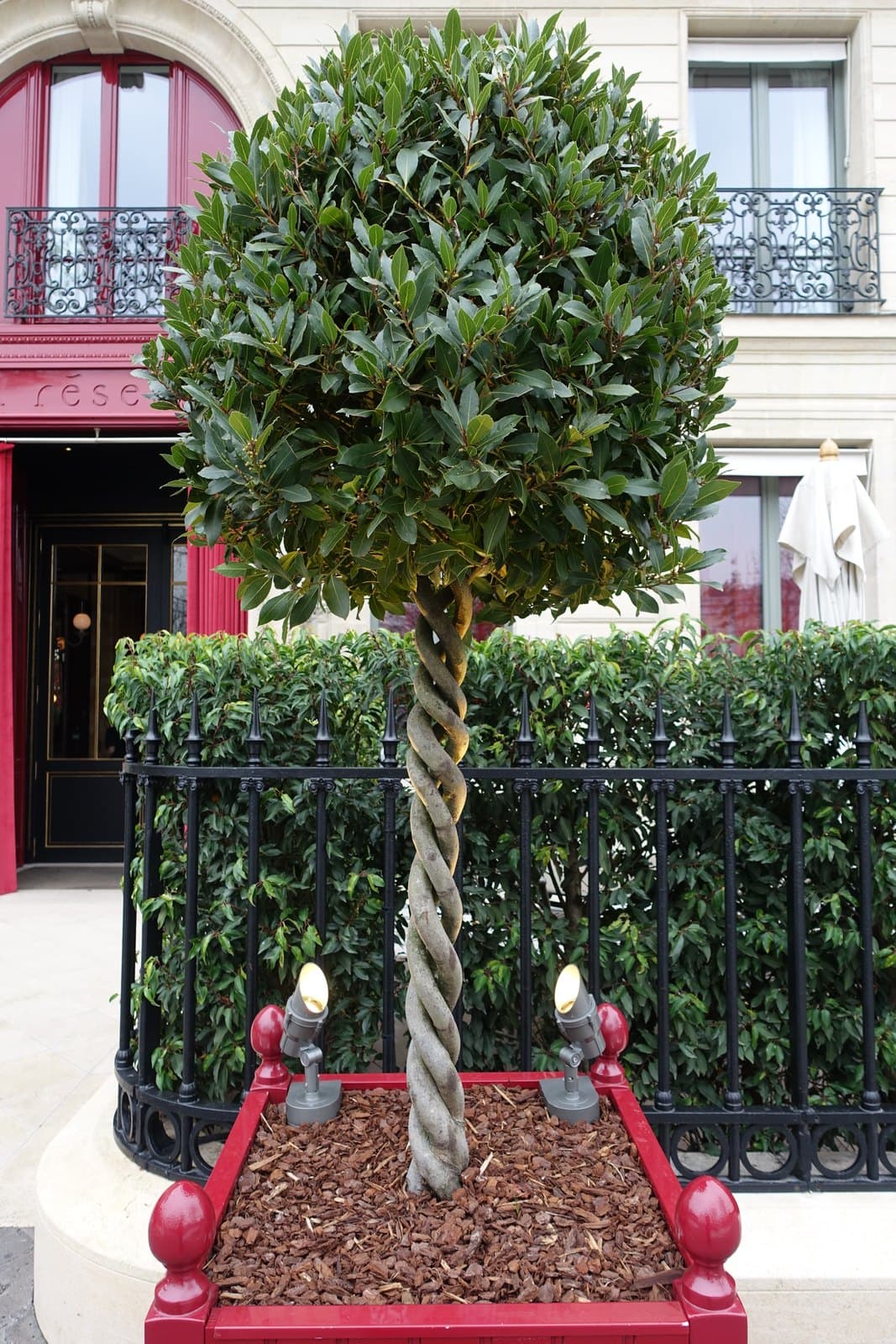 Photograph of a bay tree with a plaited trunk in a red planter in front of the hotel's red entrance, with the word Réserve on the frieze above the door, a clipped hedge and an iron railing.