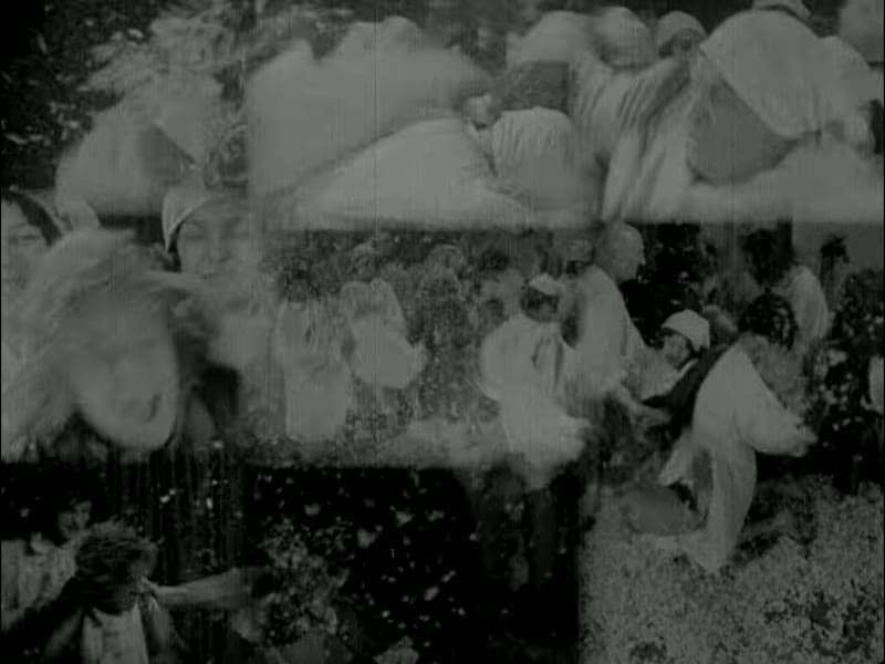 The dormitory pillow fight dissolving into overlapping simultaneous exposures, feathers filling every pane
