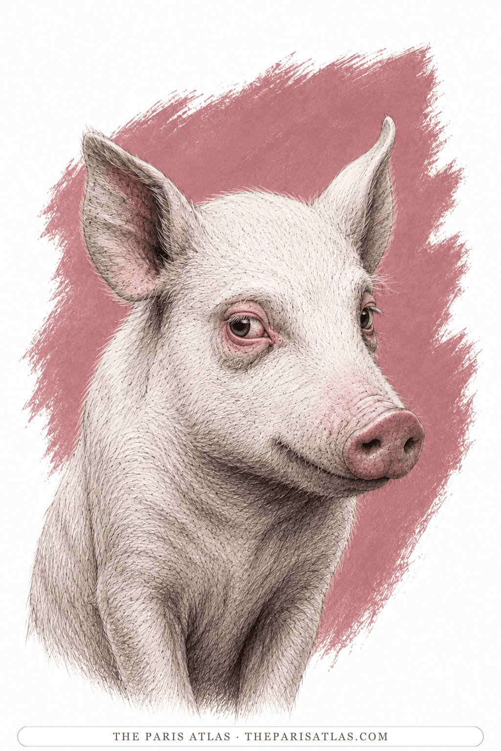 Illustrated portrait of Pinkeye